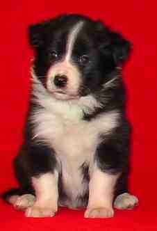 Festivo �donais 5 vko, kuva M-L L�nnholtz